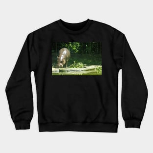 Pygmy Hippo Crewneck Sweatshirt